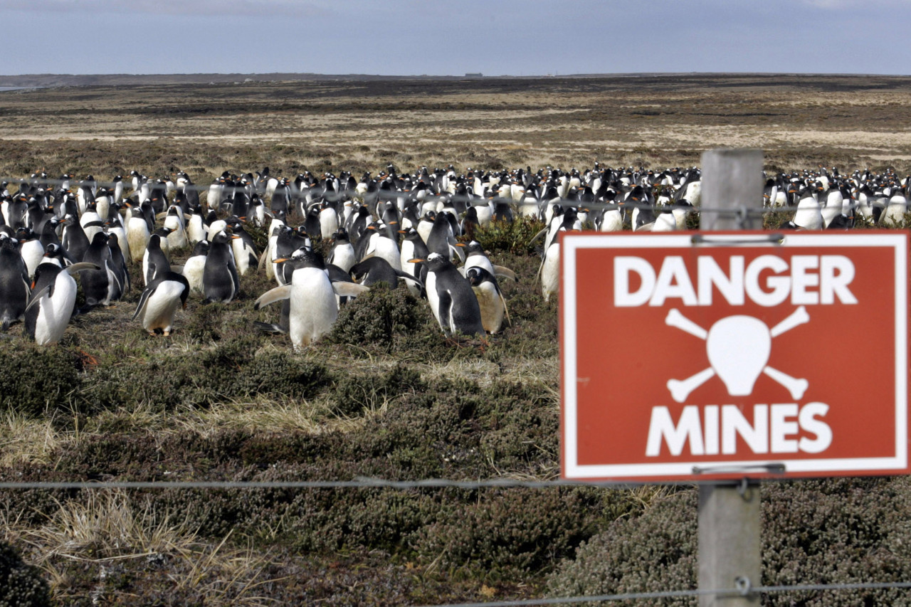 Mucha fauna y minas perdidas en Malvinas. Foto: Reuters/Enrique Marcarian
