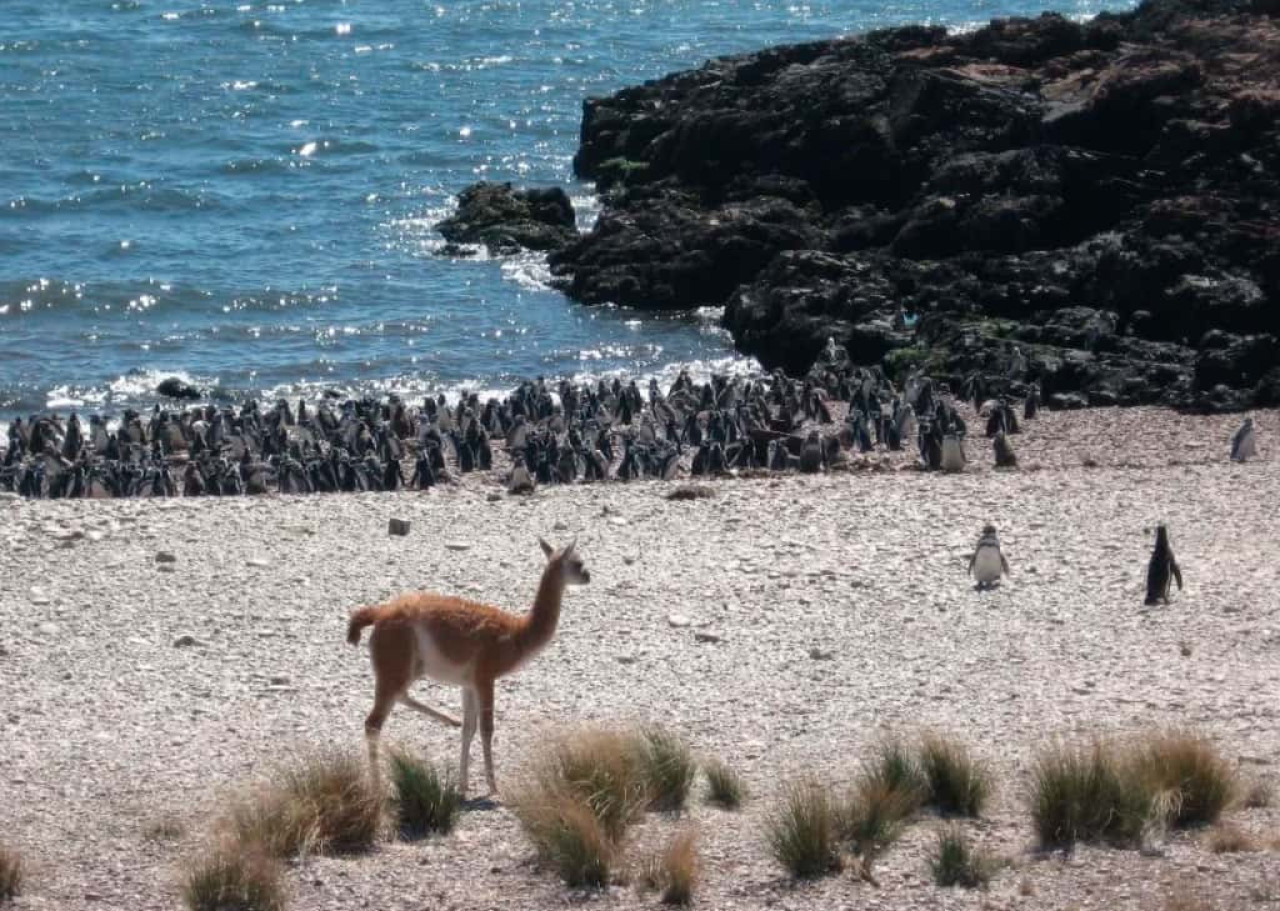 Bahía Bustamante. Fuente: Instagram @bahiabustamante