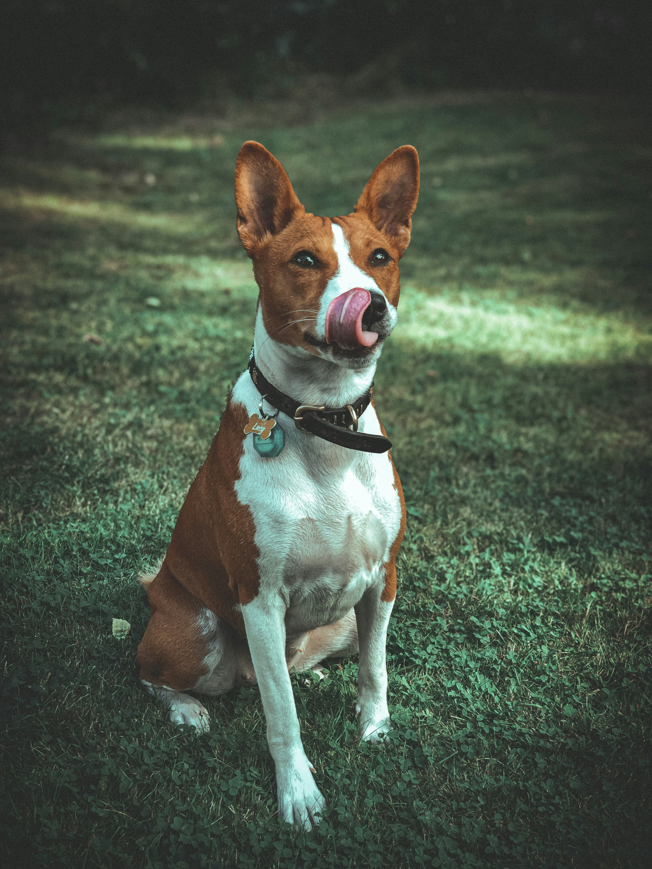 Perro basenji. Fuente: Unplash