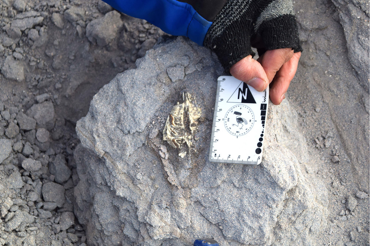 Nueva especie encontrada en Catamarca . Fotos: CONICET / Matías Armella (INSUGEO).