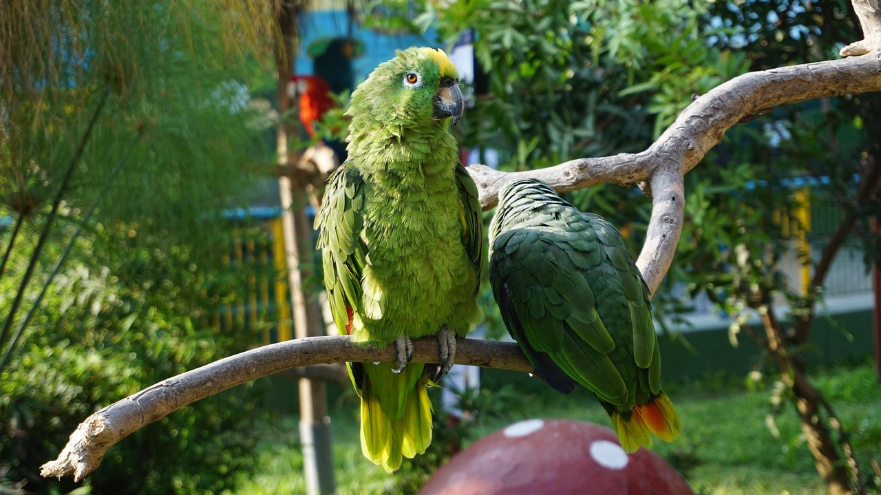 Un ave que se convirtió en plaga en Chile. Foto: Pixabay.