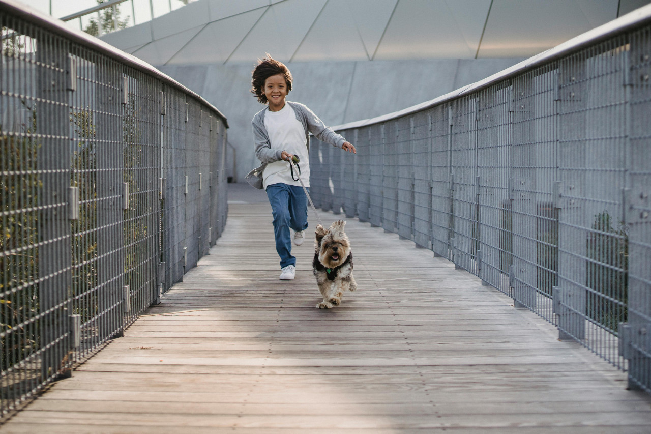 Perro, correr, ejercicio. Fuente: Pexels