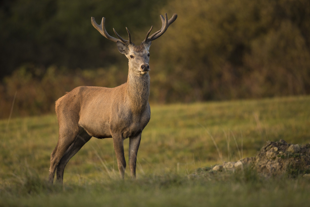 Huemul. Foto: Freepik.