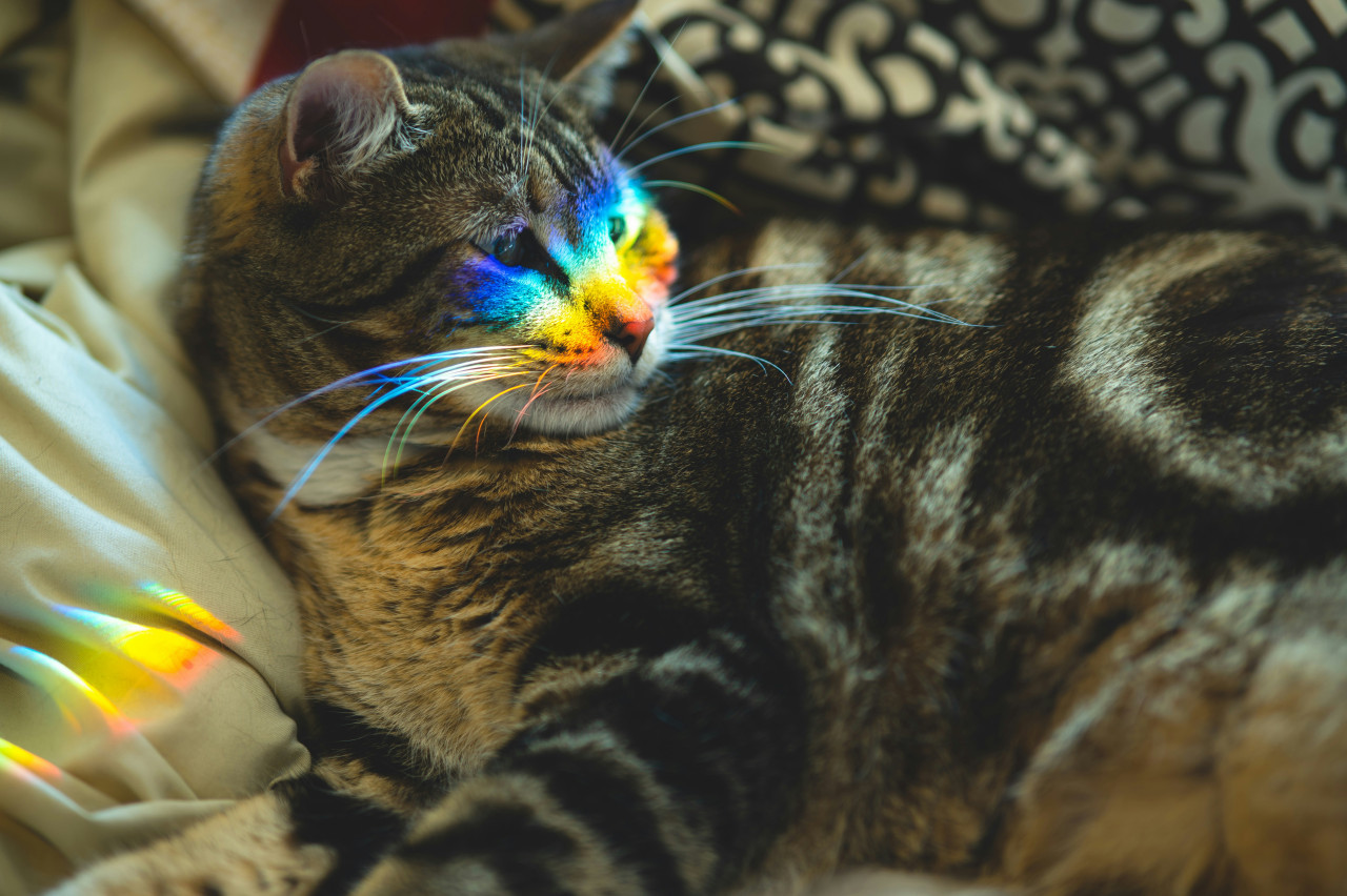 Colores extraños en algunos gatos. Foto: Unsplash.