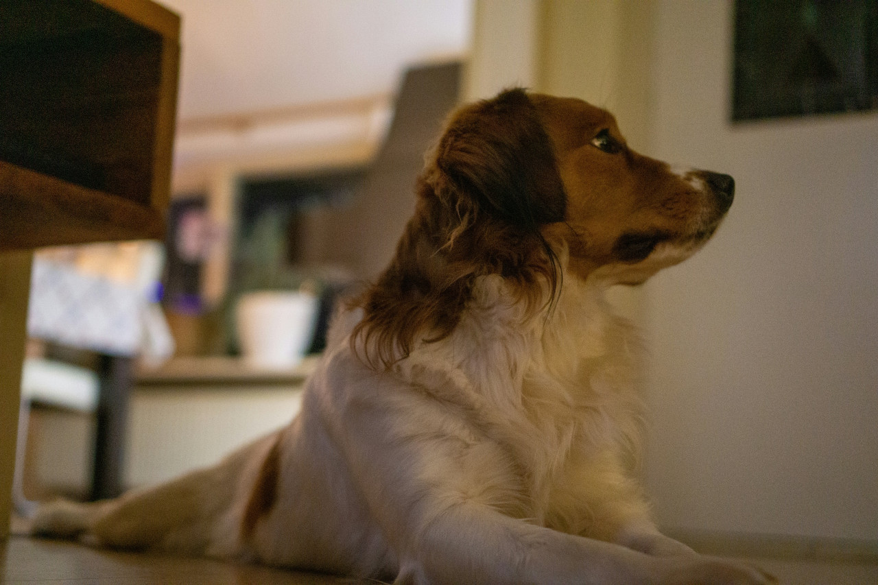 Perros. Foto: Unsplash.