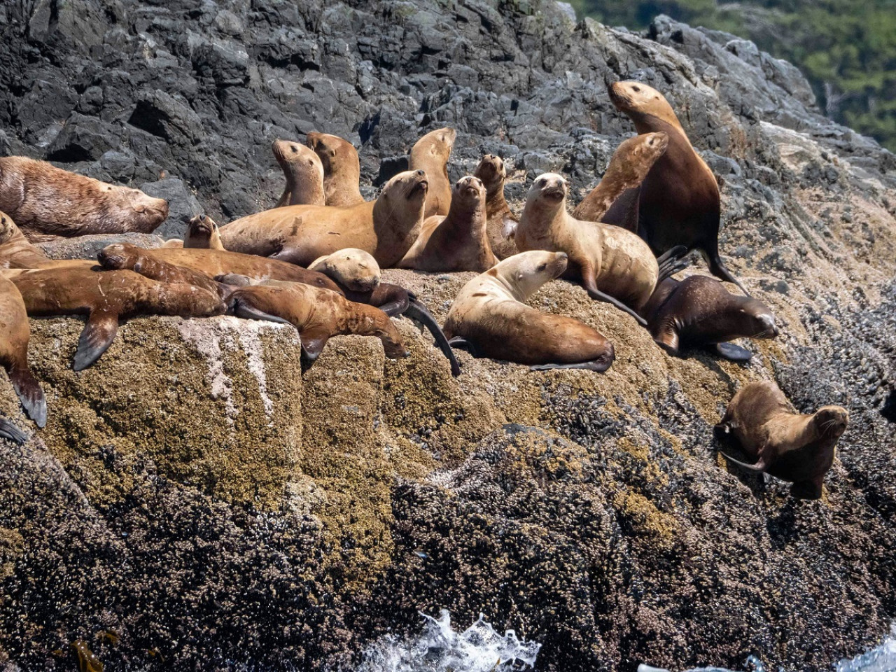 Lobos marinos. Foto: Unsplash.