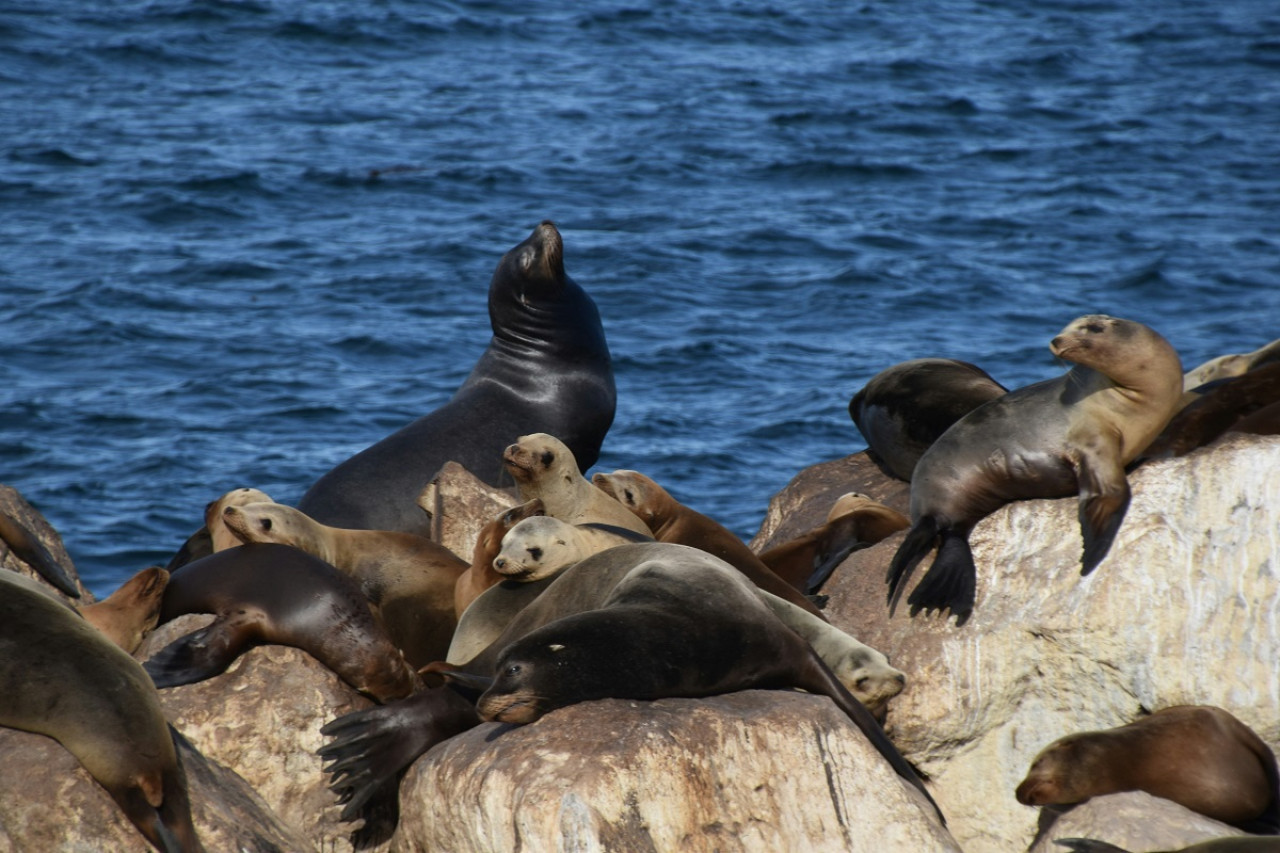 Lobos marinos. Foto: Unsplash.