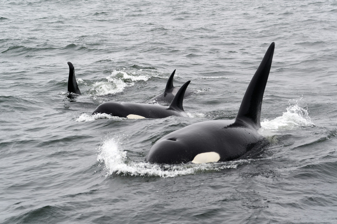 Orcas. Fuente: Unsplash
