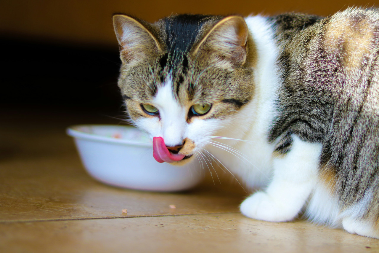 Gatos, comida. Fuente: Unsplash
