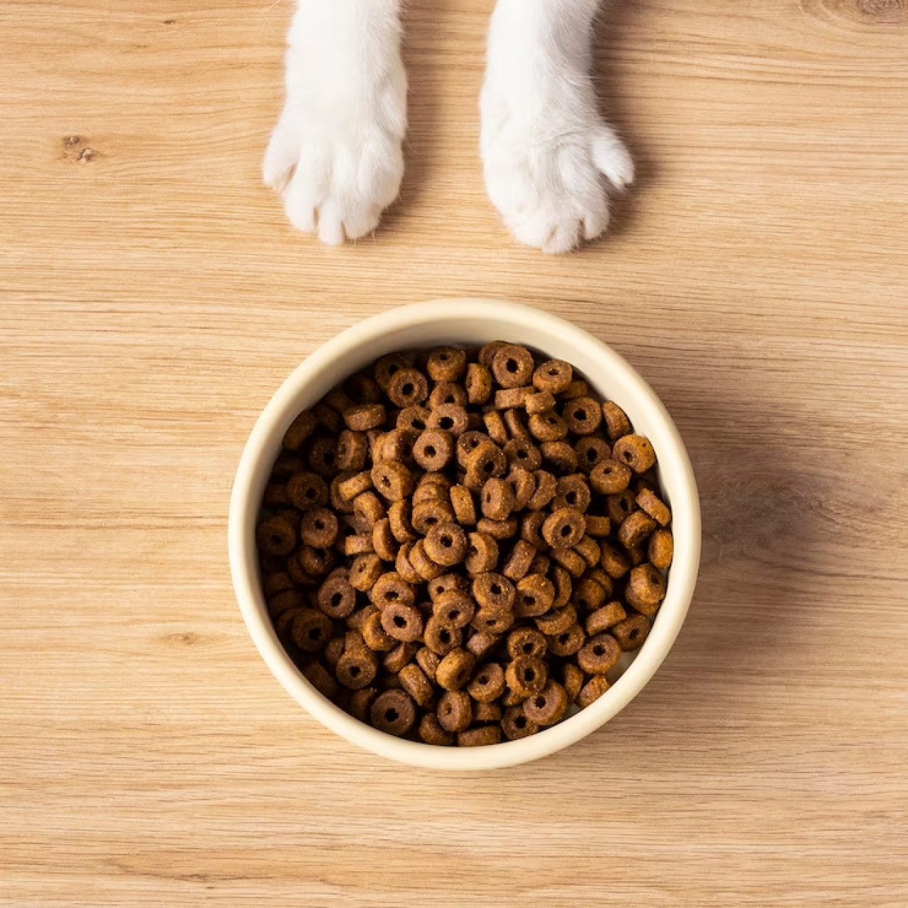 Gatos, comida. Fuente: Freepik.