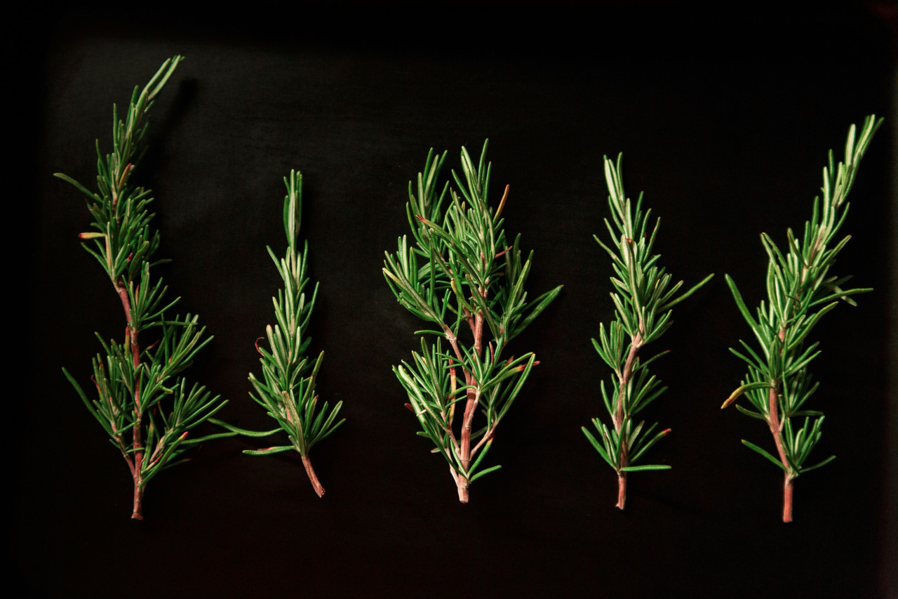 Plantas, condimentos, romero. Foto: Unsplash.