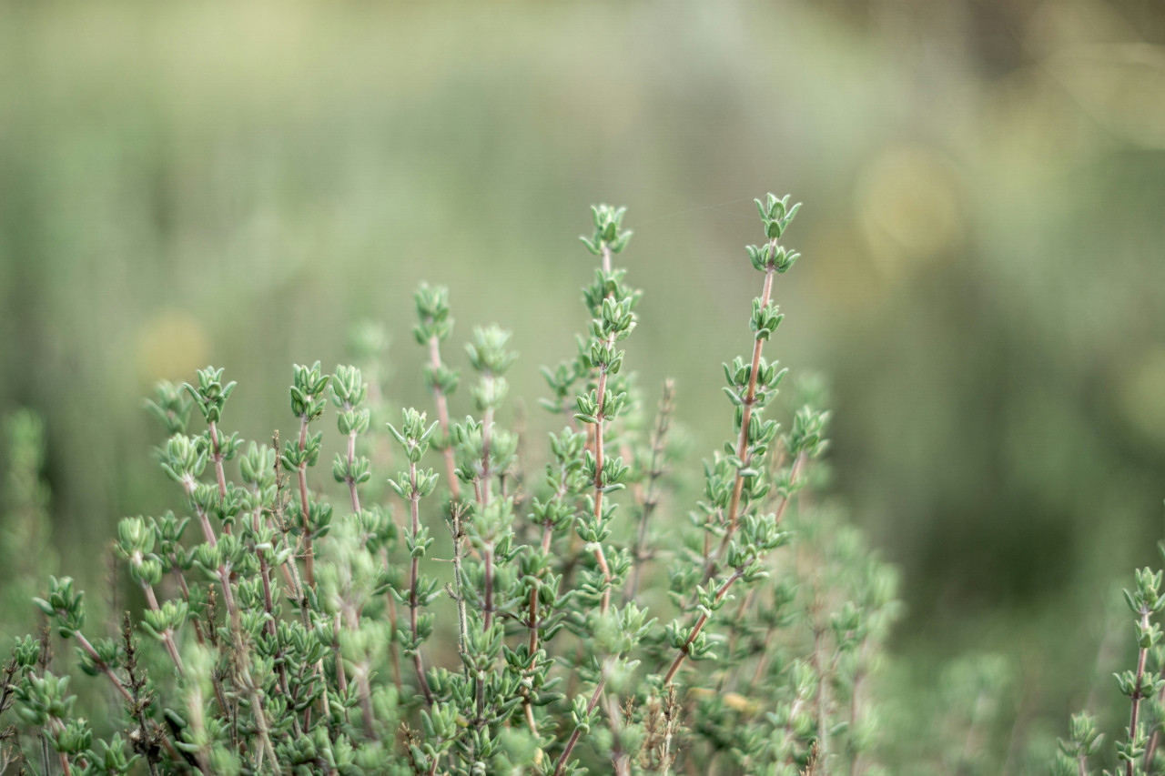 Plantas, condimentos, tomillo. Foto: Unsplash.