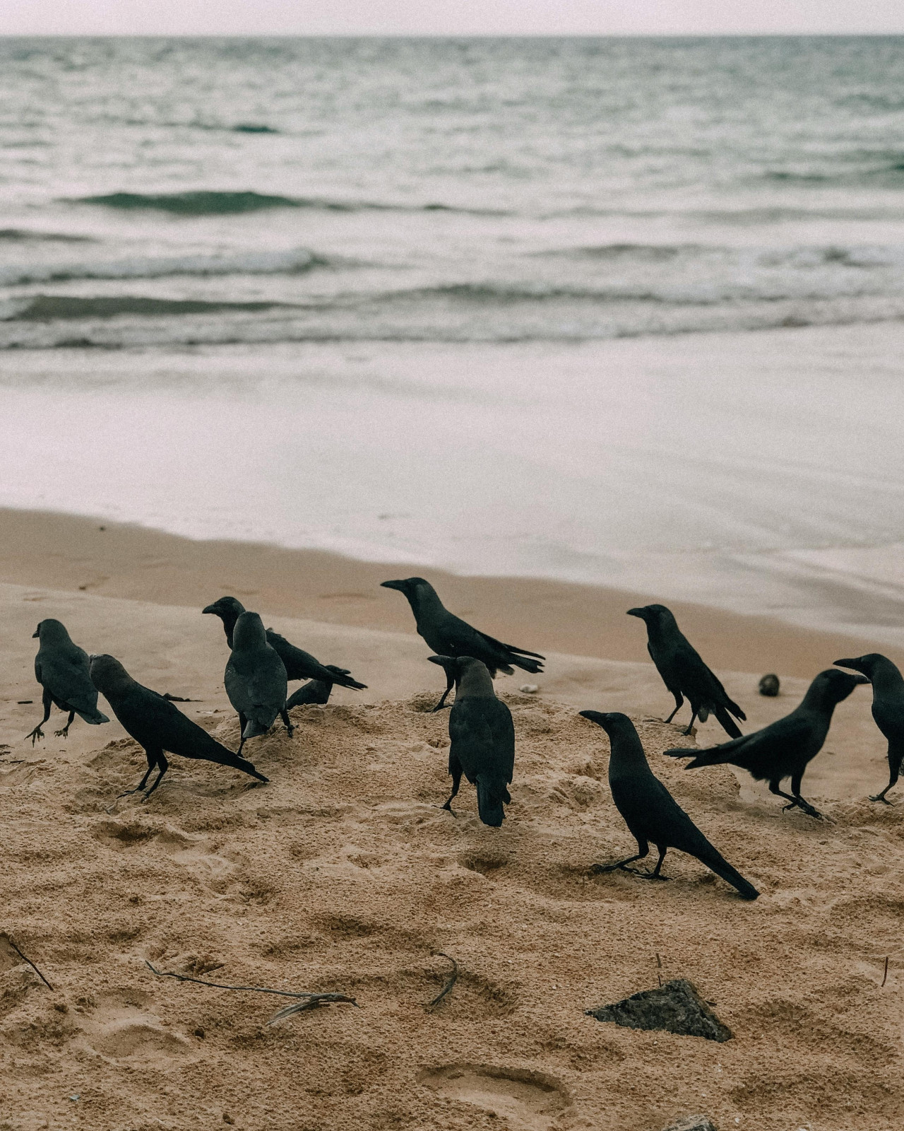 Cuervos. Foto: Pexels.