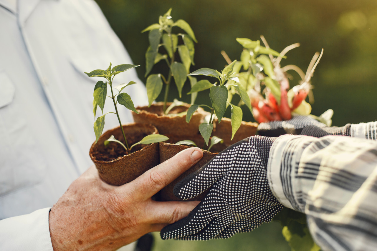 Plantas, plantación. Foto: Freepik.