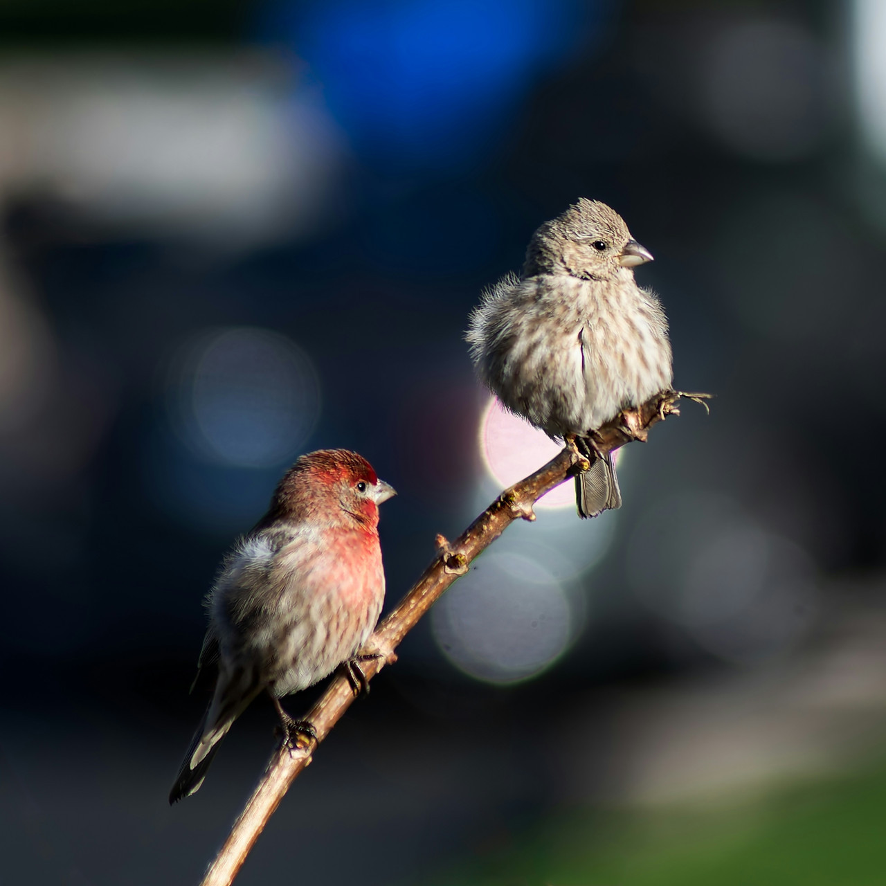 Aves. Foto: Unsplash.