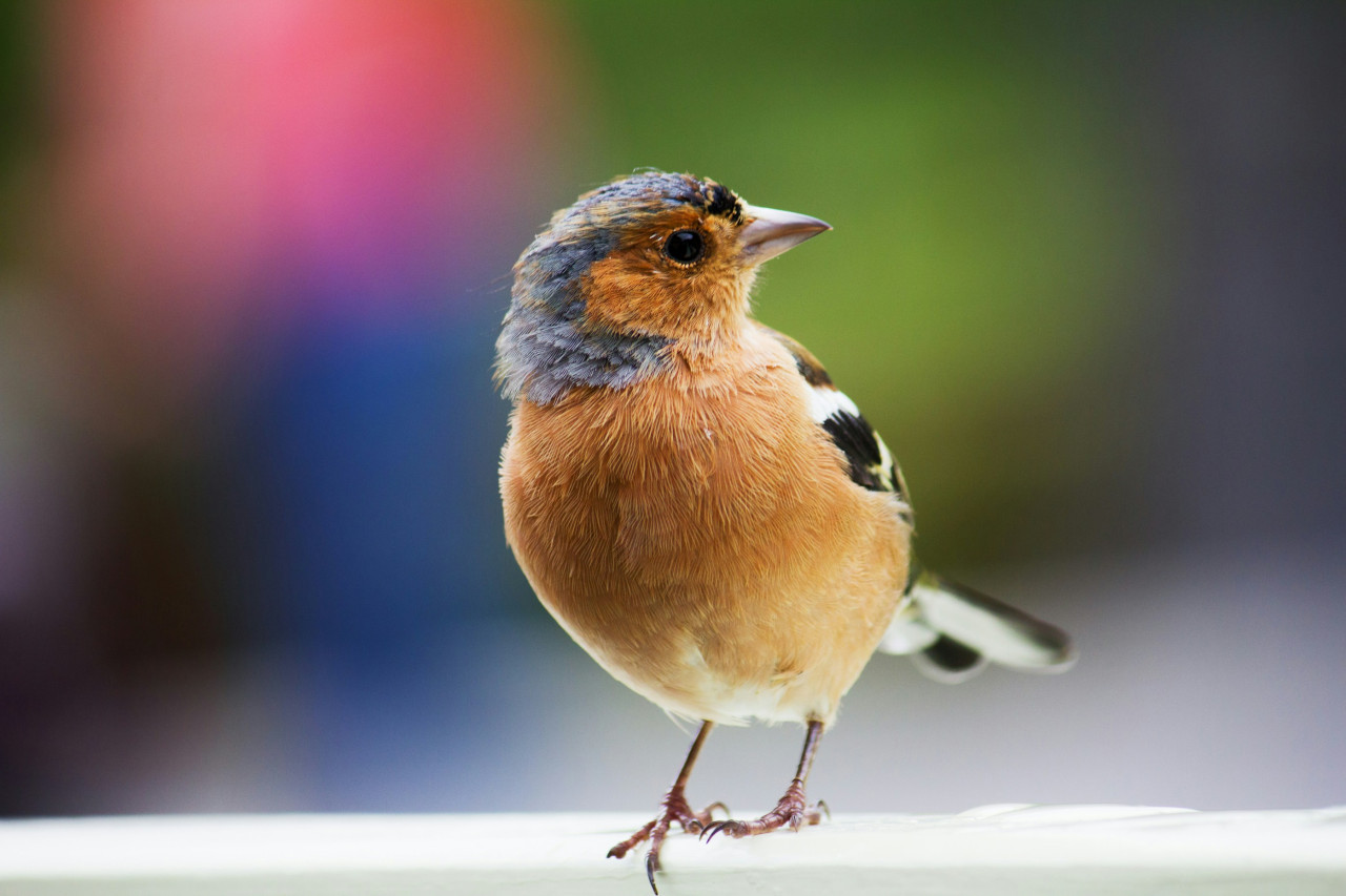 Aves. Foto: Unsplash.