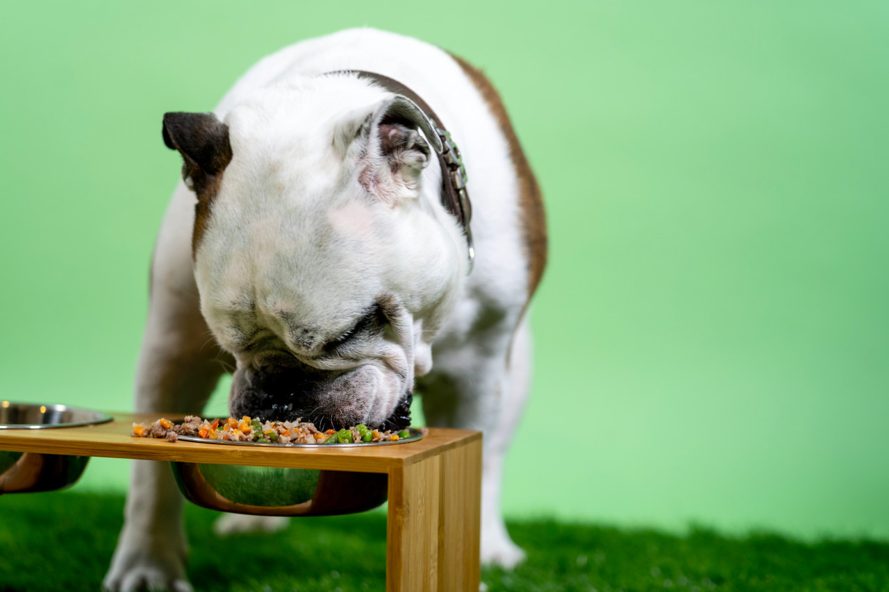 Perro, comida. Fuente: Unsplash