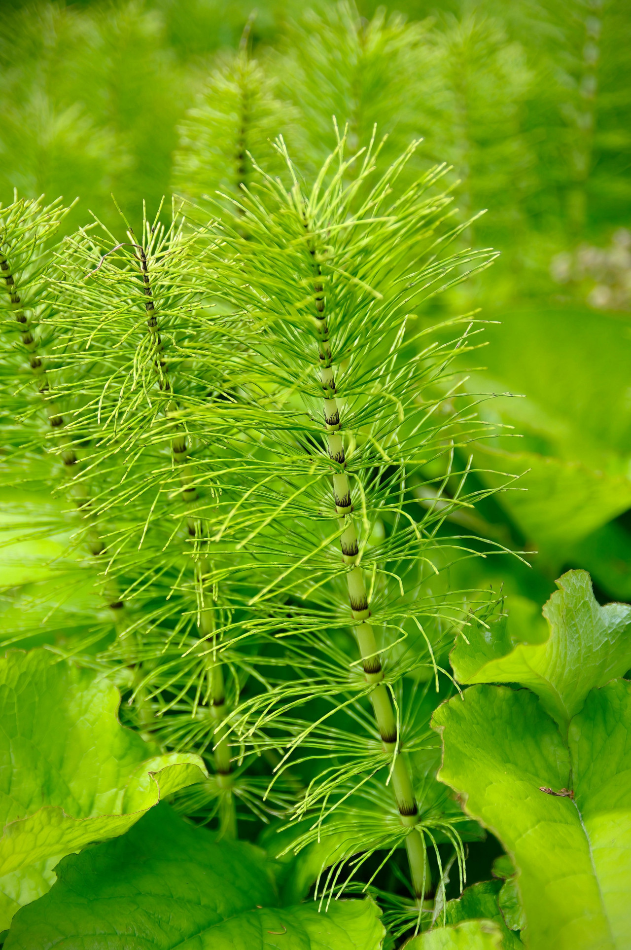 Planta cola de caballo. Foto Unsplash
