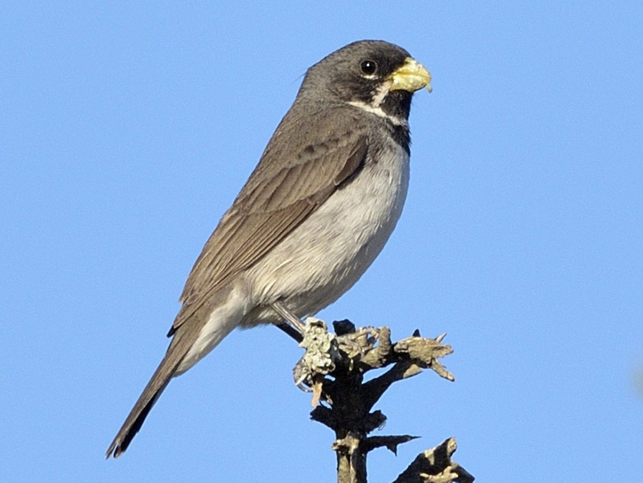 Pájaro corbatita. Fuente: Ebird