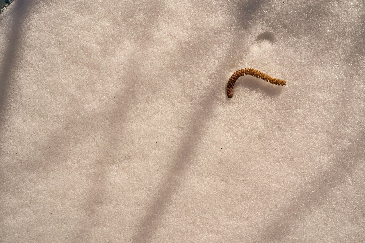 Gusano. Foto Unsplash