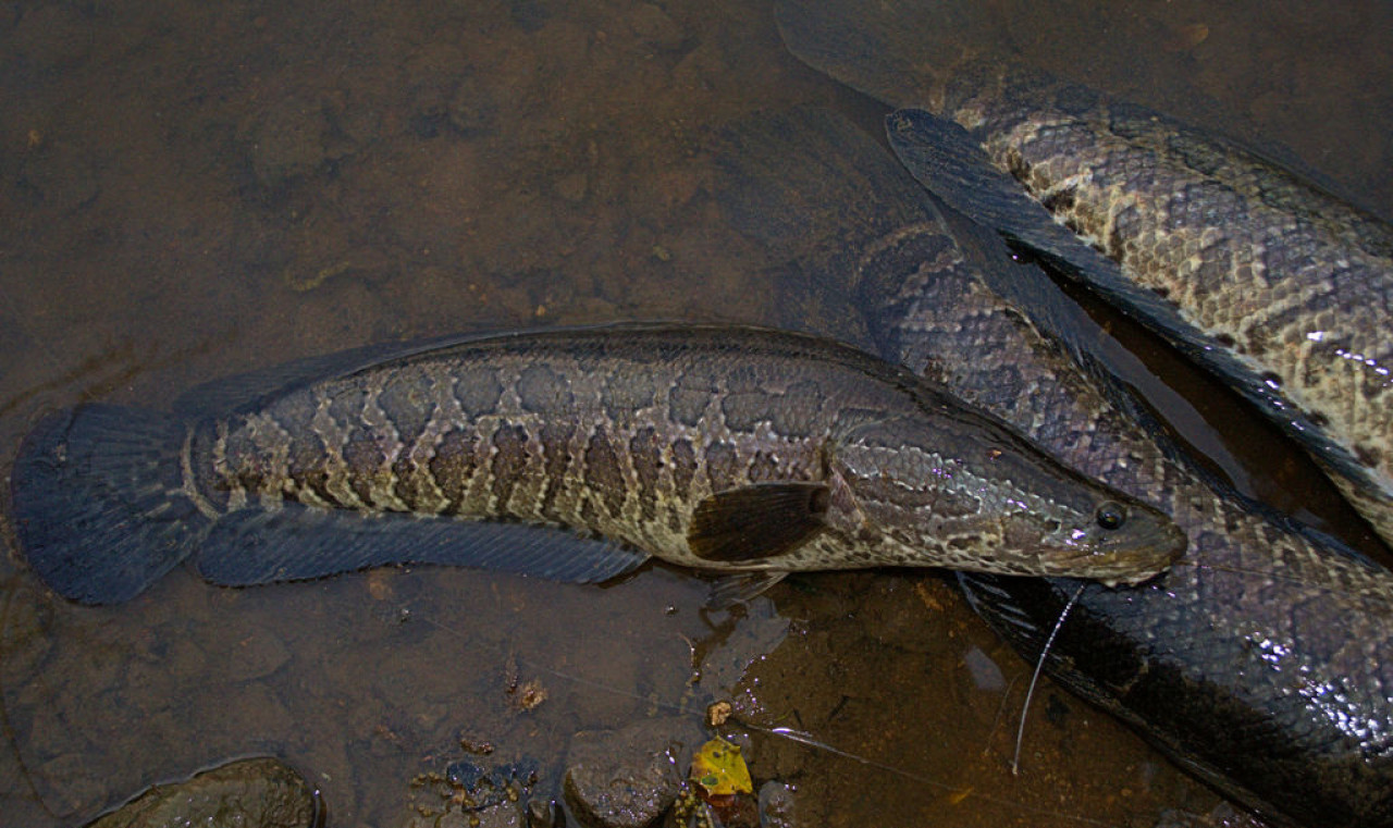 El pez Channa argus, conocido como cabeza de serpiente del norte. Foto: Natusfera.