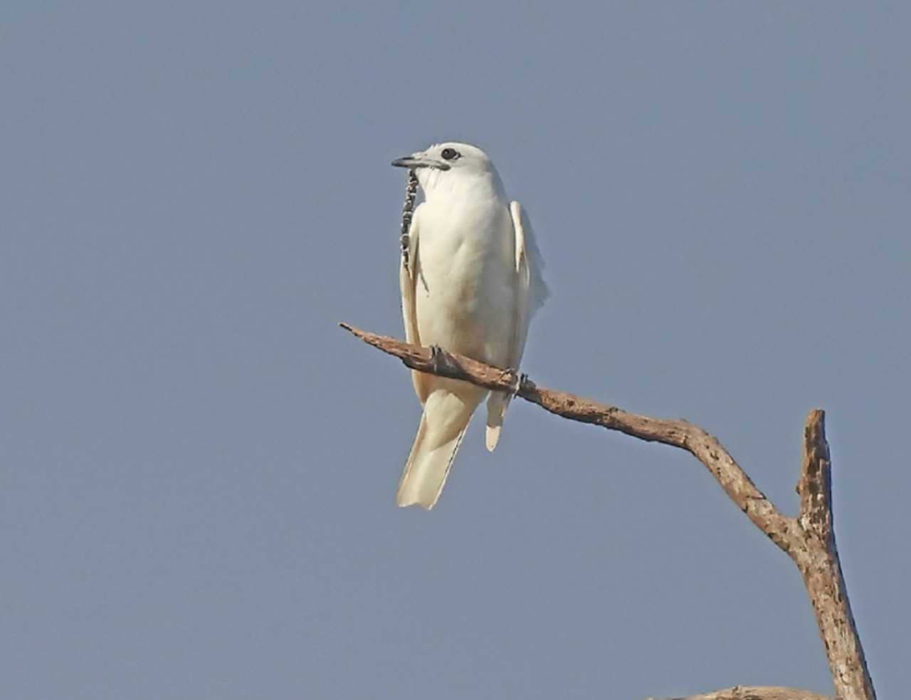 Campanero blanco. Foto: ebird.org