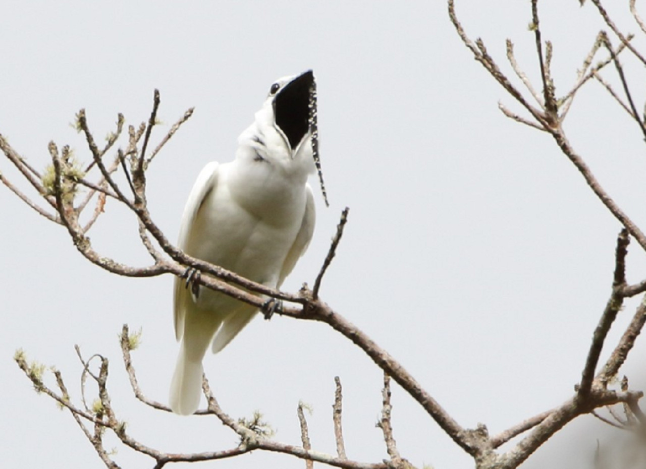 Campanero blanco. Foto: ebird.org