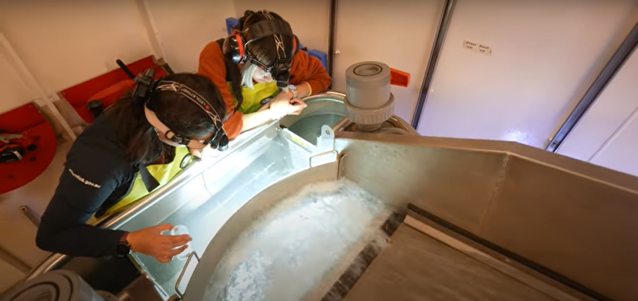 Un grupo de investigadores encontró extrañas criaturas marinas durante una expedición a la Antártida. Foto: YouTube / Australian Antarctic Program Partnership.