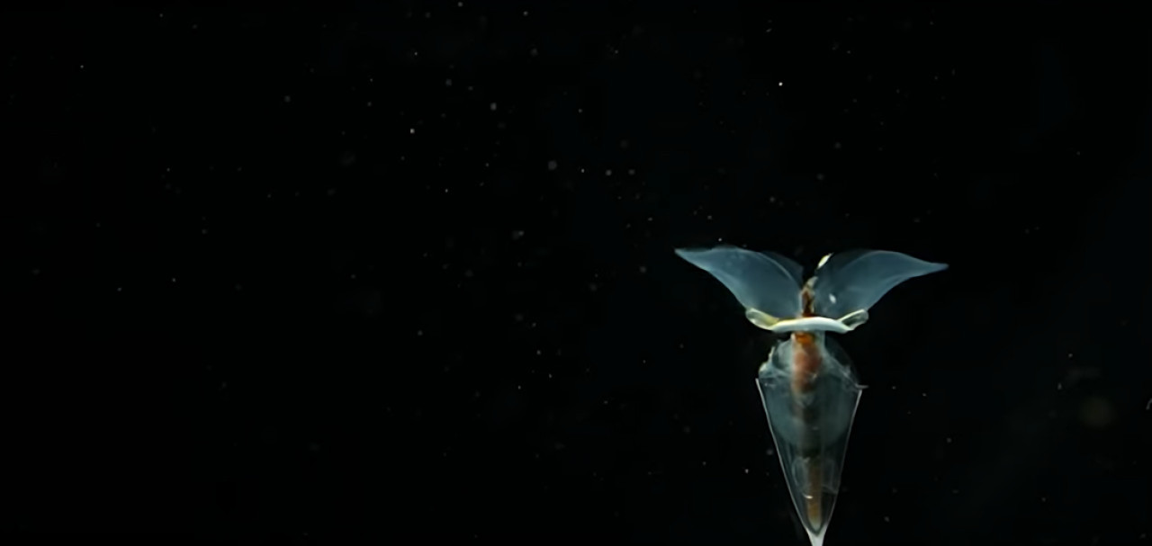 Un grupo de investigadores encontró extrañas criaturas marinas durante una expedición a la Antártida. Foto: YouTube / Australian Antarctic Program Partnership.
