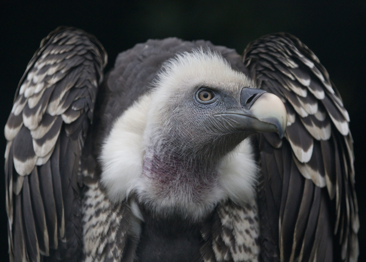 Águila harpía. Foto: Freepik.