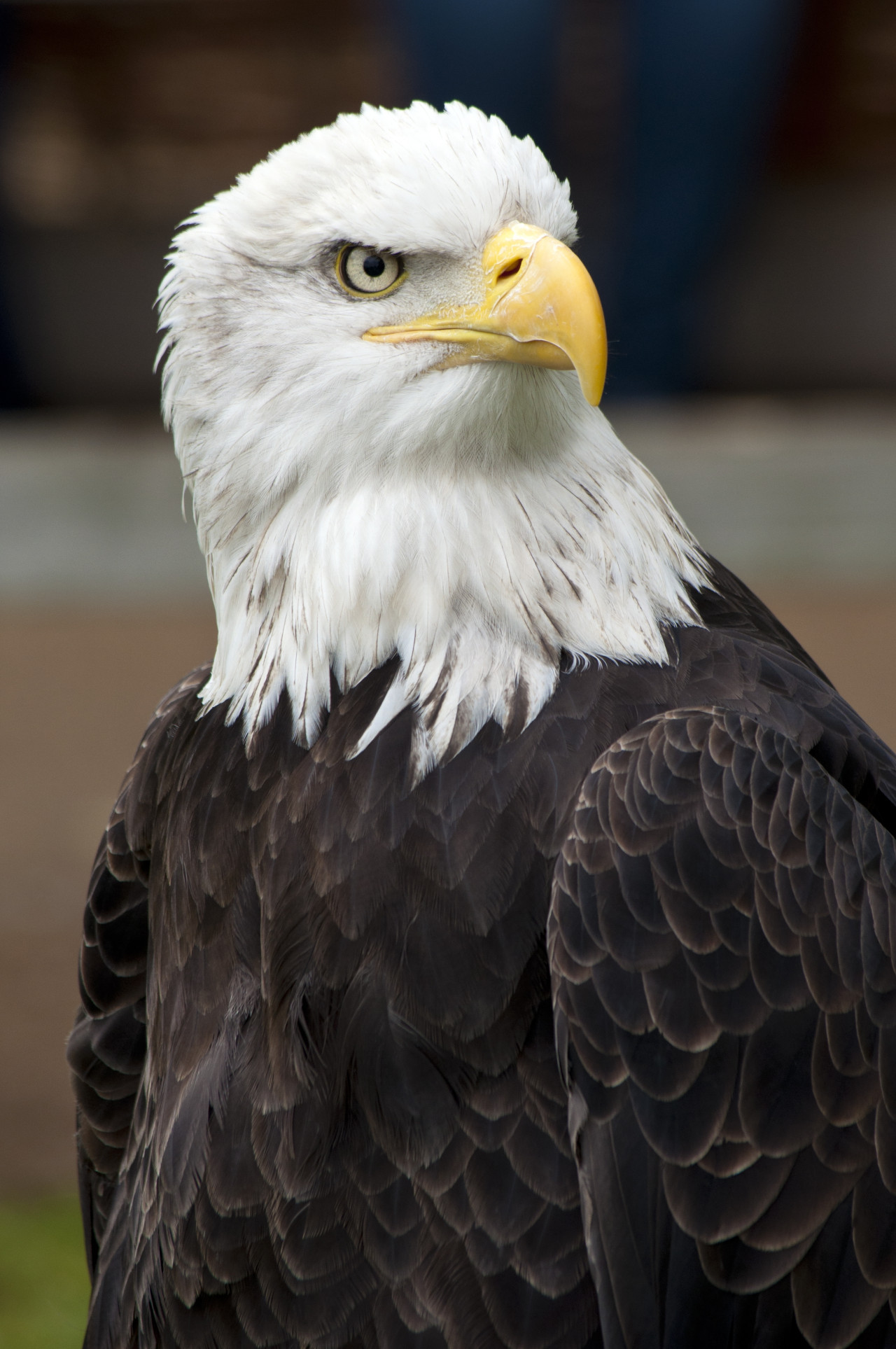 Águila harpía. Foto: Freepik.