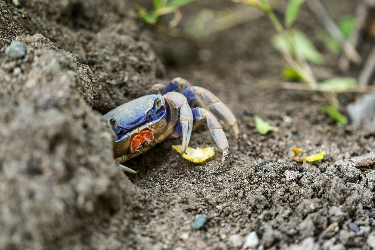 Cangrejo azul. Foto Unsplash
