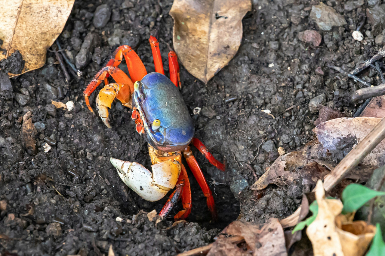 Cangrejo azul. Foto Unsplash