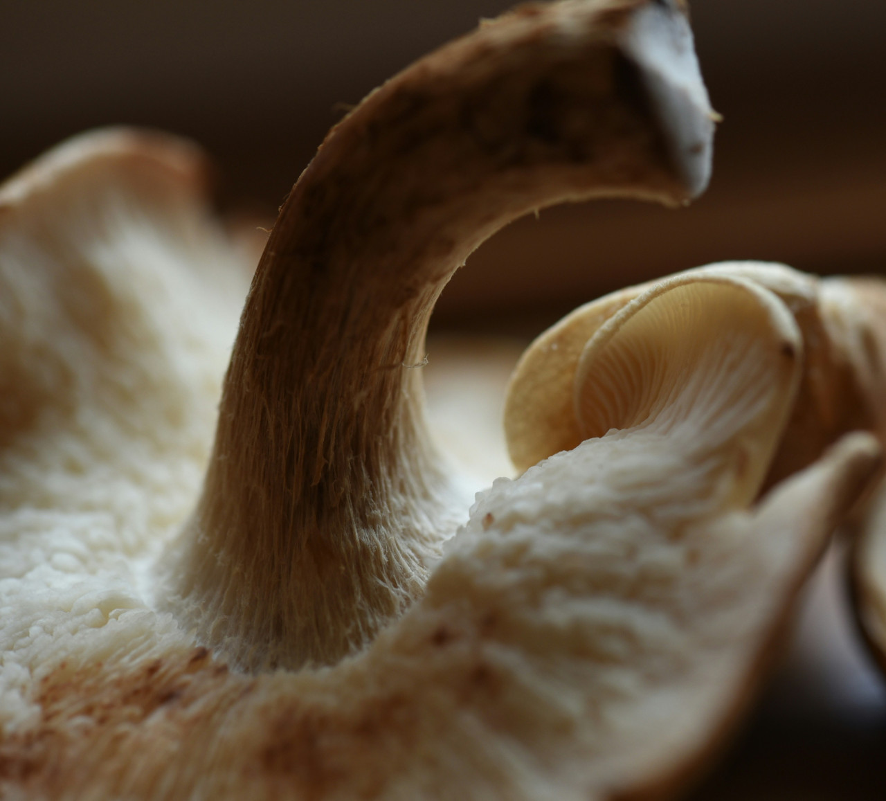 Hongos. Fuente: Unsplash