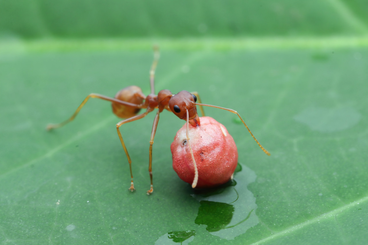 Hormiga. Foto: Freepik.