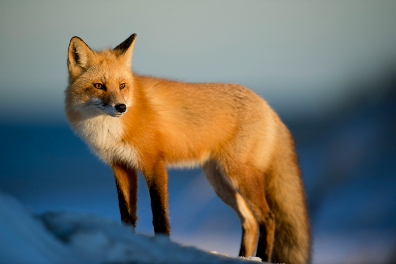 Zorro, animal. Foto: Unsplash.