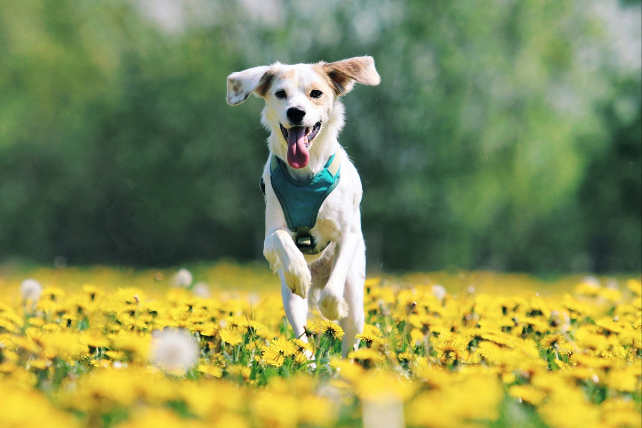 Perros; mascotas. Foto: Unsplash.