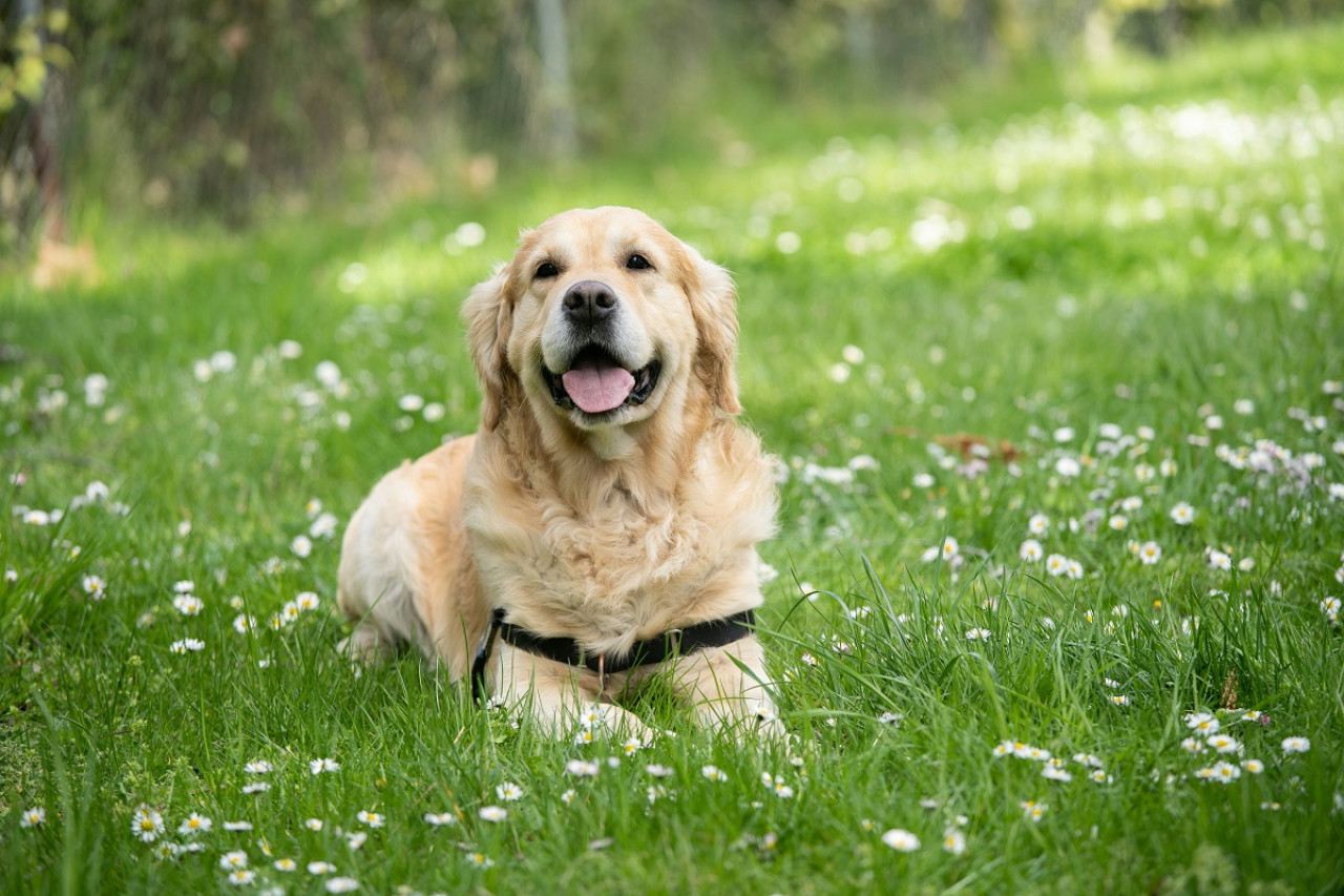 Perros; mascotas. Foto: Unsplash.