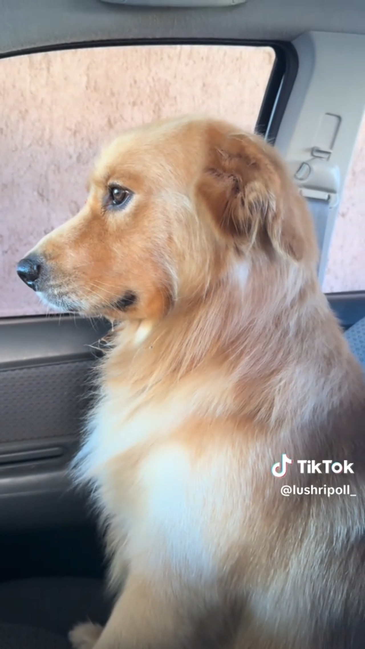 Perro se hizo viral por su reacción después del baño. Fuente: Tiktok /@lushripoll